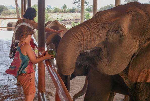 Elephant World Kanchanaburi 2